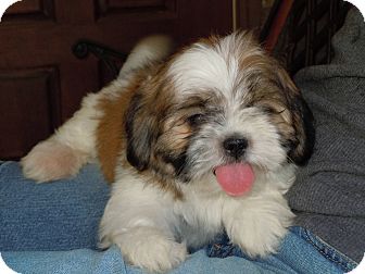 Riverside, CA - Shih Tzu. Meet Lovey a Pet for Adoption - AdoptaPet.com