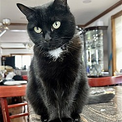 Thumbnail photo of Brini: sweet older kitty #1