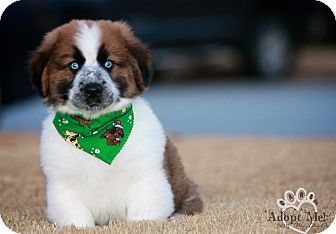 australian shepherd english bulldog mix mr cuddles adopted puppy wilmington de australian shepherd australian shepherd english bulldog mix mr cuddles adopted puppy wilmington de australian shepherd
