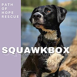 Thumbnail photo of Squawkbox #1