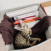 adopt a pet