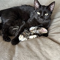 adopt a pet
