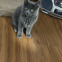 adopt a pet