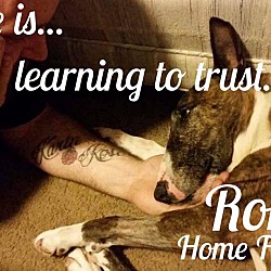 Thumbnail photo of Roman-Adopted! #3