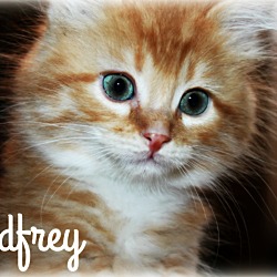 Thumbnail photo of Godfrey #1