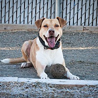 sunshine canyon dog rescue