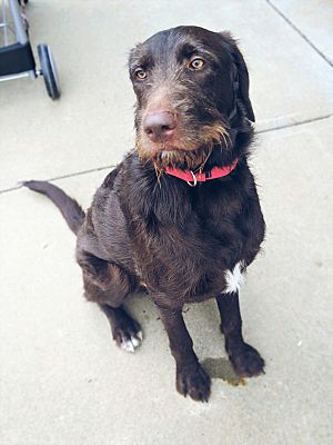 springfield labradoodles