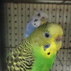 Photo of Parakeets
