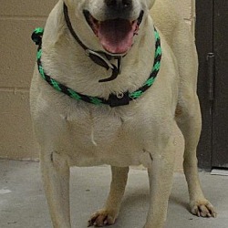 Thumbnail photo of Woody (6 yrs 65 lb) RESCUE PENDING #3