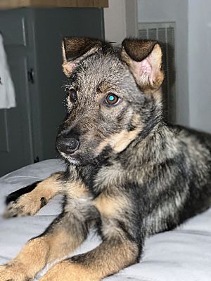 Seattle, WA - Sheltie, Shetland Sheepdog/Jack Russell Terrier. Meet