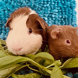 Thumbnail photo of Cappi (Cappuccino) & Percy #3