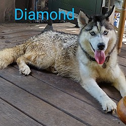 Photo of Diamond Marie