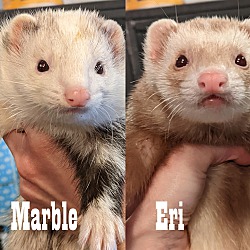 Photo of Marble & Eri