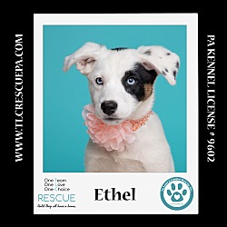 Photo of Ethel (Desilu Duo) 050424