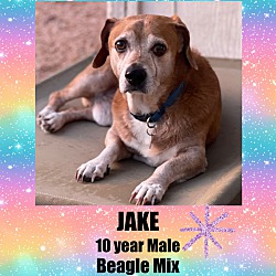 Thumbnail photo of JAKE 10 YEAR BEAGLE #1