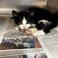 adopt a pet