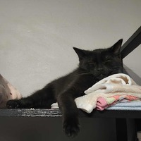 adopt-pet