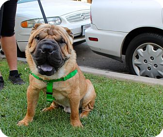 shar pei adoption