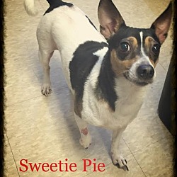 Thumbnail photo of Sweetie Pie #1