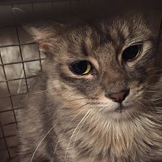 Barn Cat – Courtesy Listing