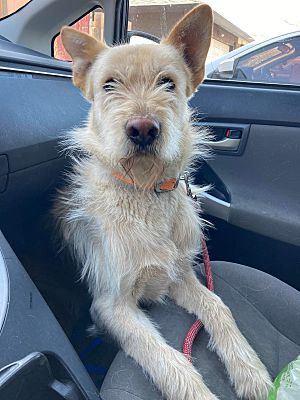 Los Angeles, CA - Podengo Portugueso/Shepherd (Unknown Type). Meet Papa ...