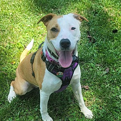 Photo of Tequila Rose