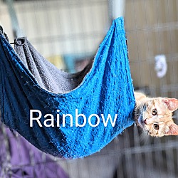 Thumbnail photo of Rainbow #1