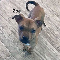 Thumbnail photo of Zoe #3