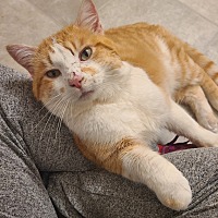 adopt a pet