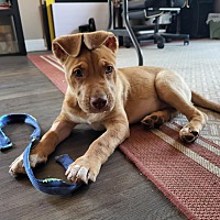 adopt a pet