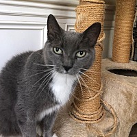 adopt-pet