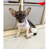 adopt-pet