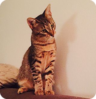 Los Angeles Ca Manx Meet Lars A Pet For Adoption