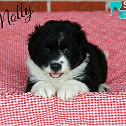 Photo of Molly