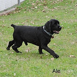 Thumbnail photo of Ale #3