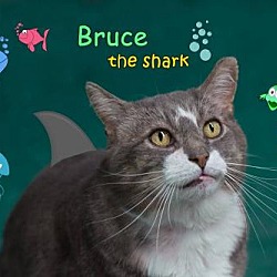 Photo of Bruce the Shark
