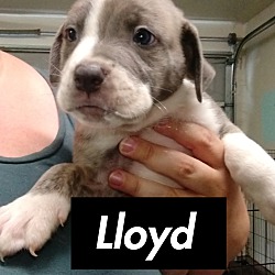 Photo of Lloyd