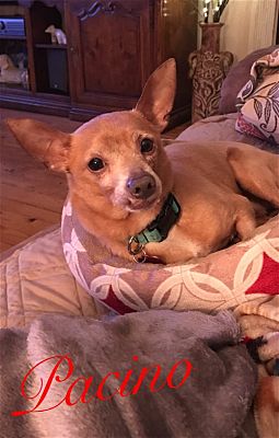Wilmington, NC - Chihuahua. Meet Pacino a Pet for Adoption - AdoptaPet.com