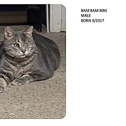 Photo of Bam Bam Bibs (Highly adoptable- super kitty)