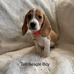 Photo of Tan Beagle Boy