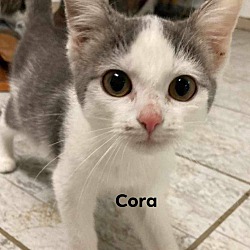 Photo of Cora