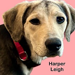 Thumbnail photo of Harper Leigh #1