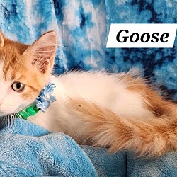 Thumbnail photo of Goose #3