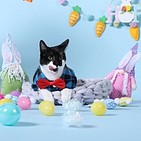 adopt a pet