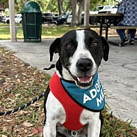 adopt a pet