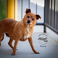adopt a pet