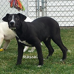 Thumbnail photo of Rascal #3