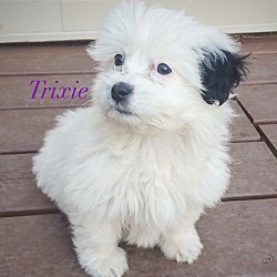 Thumbnail photo of Trixie #3