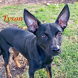 Thumbnail photo of Tyson #2