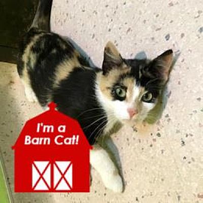 Janesville Wi Domestic Shorthair Meet Mavis A Pet For Adoption